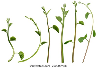 秘密花园韩剧电视剧 漫画：探寻梦幻爱情与奇幻世界的完美结合