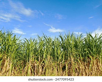 畅享GTV Bangla直播：尽情体验精彩节目与娱乐